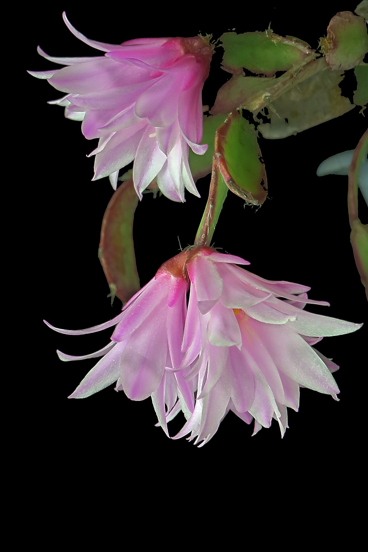Rhipsalidopsis × graeseri: Hatiora ×graeseri—Easter cactus. A hybrid (nothospecies) between H. gaertneri and H. rosea. Photographed in a private garden in Berkeley, CA.