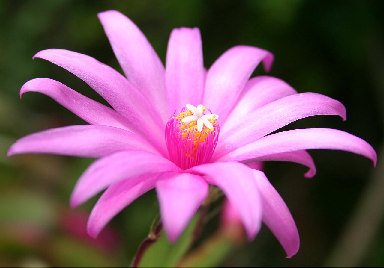 Rhipsalidopsis × graeseri: Flower of an hybrid of Hatiora ×graeseri .