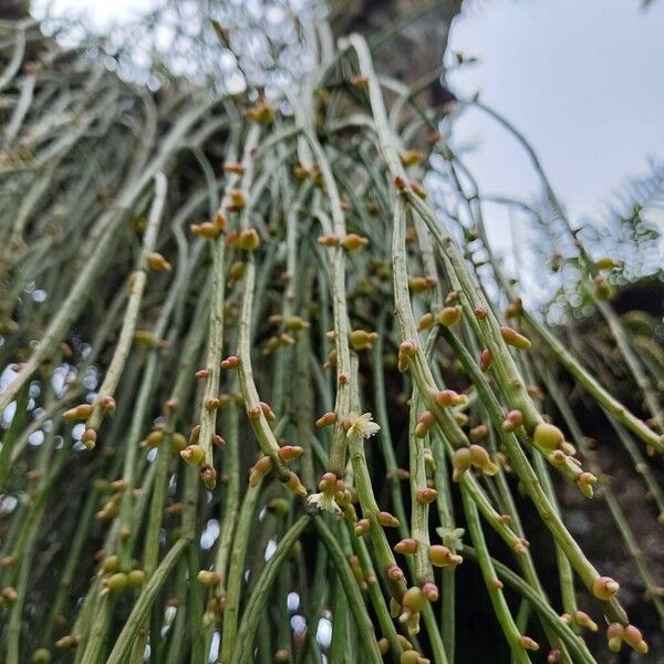 Mistletoe cactus (Rhipsalis baccifera)