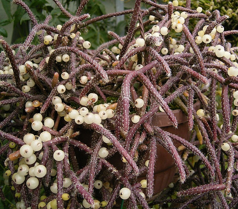 Mistletoe cactus: Rhipsalis baccifera