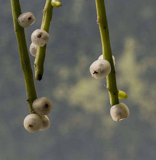 Mistletoe cactus: Fruit of the mistletoe cactus ( Rhipsalis baccifera ) at the Brooklyn Botanic Garden.
