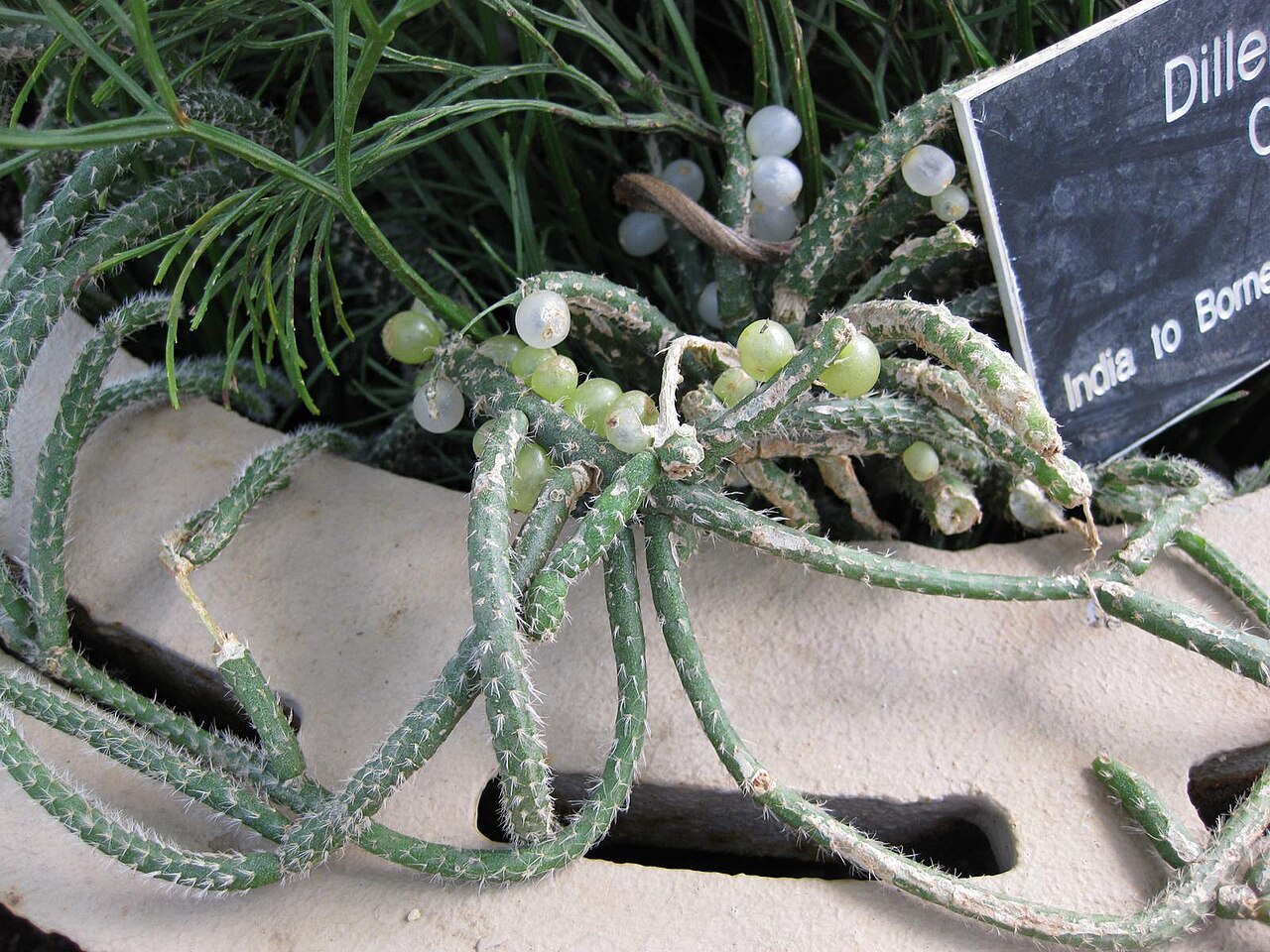 Mistletoe cactus: Photographed at Huntington Gardens (Los Angeles) in September