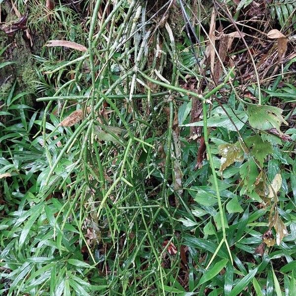 Mistletoe cactus (Rhipsalis baccifera)