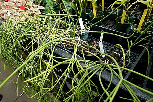 Mistletoe cactus: Botanical specimen in the Lyman Plant House, Smith College, Northampton, Massachusetts, USA.