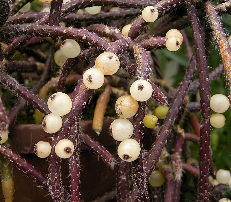 Mistletoe cactus: Rhipsalis baccifera