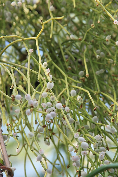 Mistletoe cactus: Rhipsalis sp. (aff.baccifera) Muséum de Toulouse Native name Muséum de Toulouse Location Toulouse , France Coordinates 43° 35′ 35″ N, 1° 26′ 57″ E Established 1