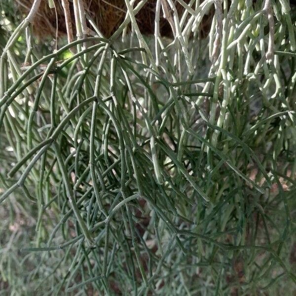 Mistletoe cactus (Rhipsalis baccifera)