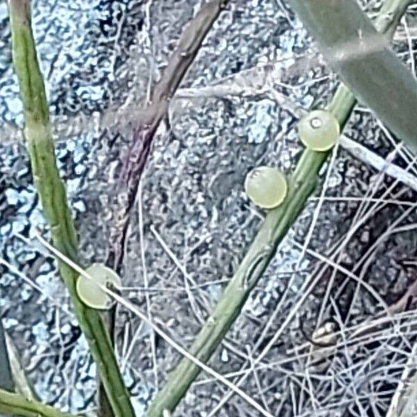 Mistletoe cactus (Rhipsalis baccifera)