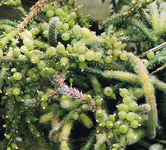Mistletoe cactus: Dick Culbert: Rhipsalis baccifera is the only cactus to have escaped the western hemisphere to populate central Africa. It likely carried out this feat in the s