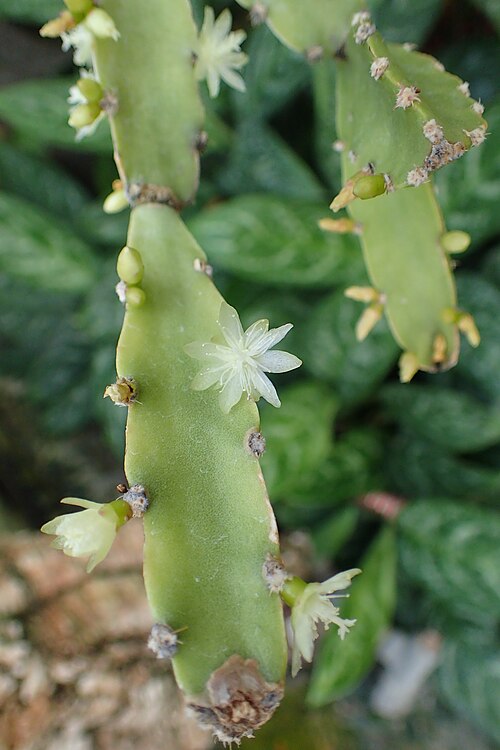 Rhipsalis cereoides: Rhipsalis cereoides in Lincoln Park Conservatory, Chicago