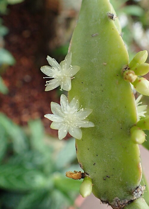 Rhipsalis cereoides: Rhipsalis cereoides in Lincoln Park Conservatory, Chicago