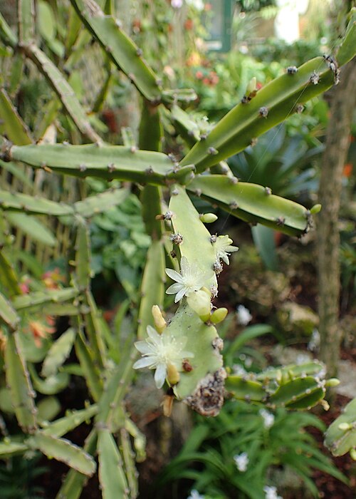 Rhipsalis cereoides: Rhipsalis cereoides in Lincoln Park Conservatory, Chicago