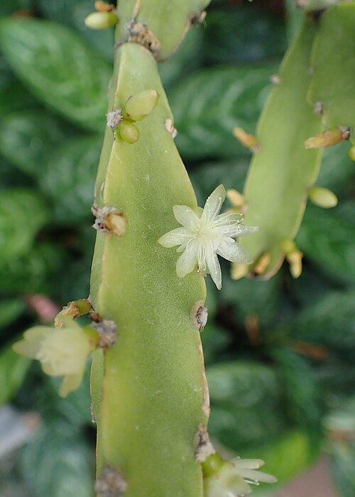 Rhipsalis cereoides: Rhipsalis cereoides in Lincoln Park Conservatory, Chicago