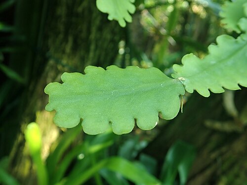 Rhipsalis crispata: Rhipsalis crispata , Berlin-Dahlem Botanical Garden.