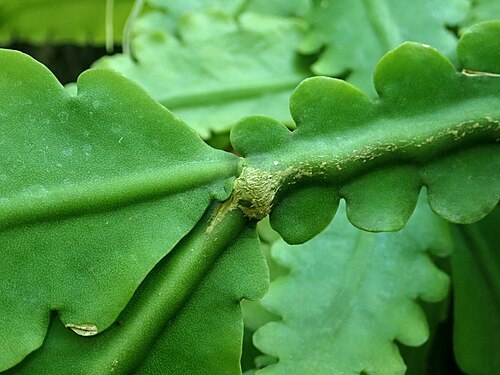 Rhipsalis crispata: Rhipsalis crispata , Berlin-Dahlem Botanical Garden.