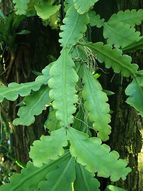 Rhipsalis crispata: Rhipsalis crispata , Berlin-Dahlem Botanical Garden.