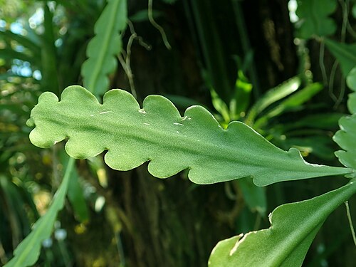 Rhipsalis crispata: Rhipsalis crispata , Berlin-Dahlem Botanical Garden.