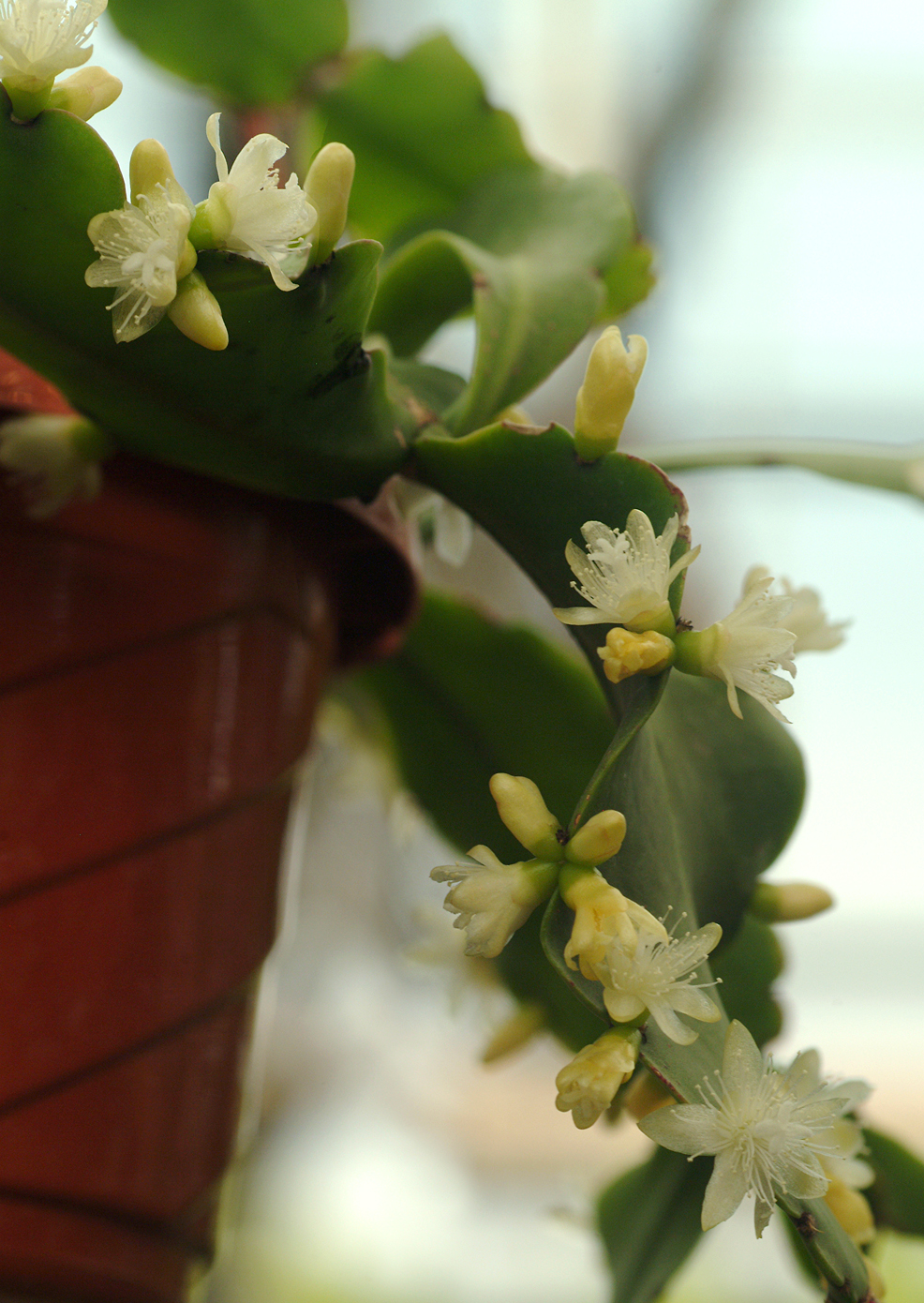 Rhipsalis crispata: Rhipsalis crispata at Merrifield Garden Center