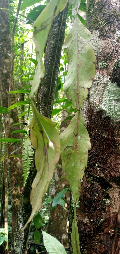 Rhipsalis crispata (Rhipsalis crispata)