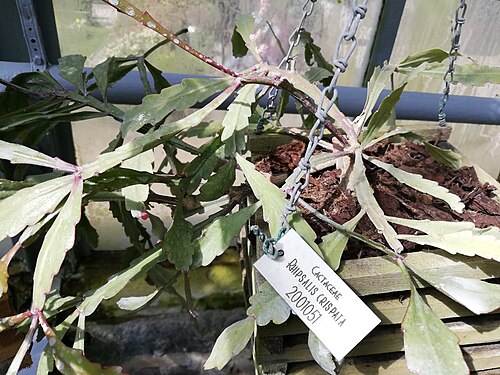 Rhipsalis crispata: Specimen of Rhipsalis crispata at the Leuven botanical garden