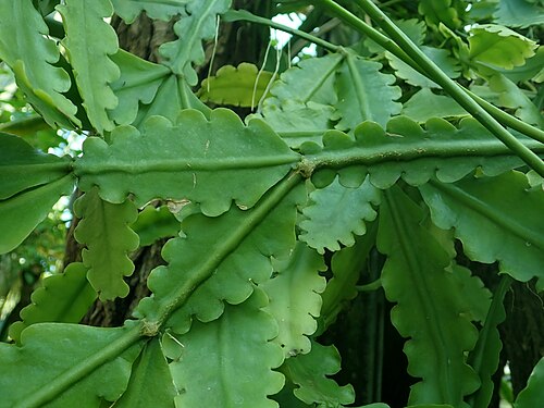 Rhipsalis crispata: Rhipsalis crispata , Berlin-Dahlem Botanical Garden.