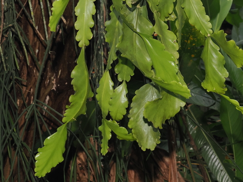 Rhipsalis crispata (Rhipsalis crispata)