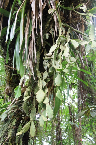 Rhipsalis crispata (Rhipsalis crispata)