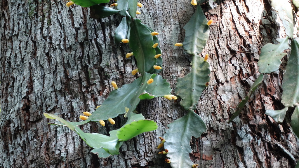 Rhipsalis elliptica (Rhipsalis elliptica)