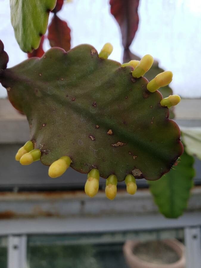Rhipsalis elliptica: The image features several fruits from Rhipsalis elliptica.