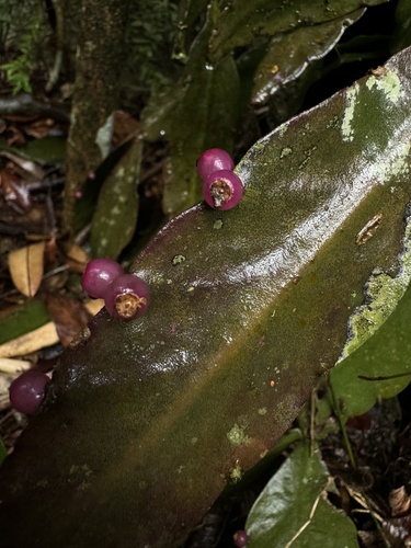 Rhipsalis elliptica (Rhipsalis elliptica)