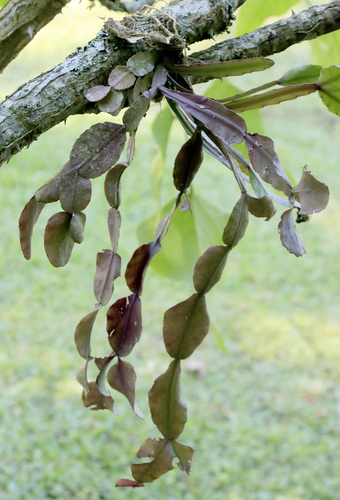 Rhipsalis elliptica (Rhipsalis elliptica)