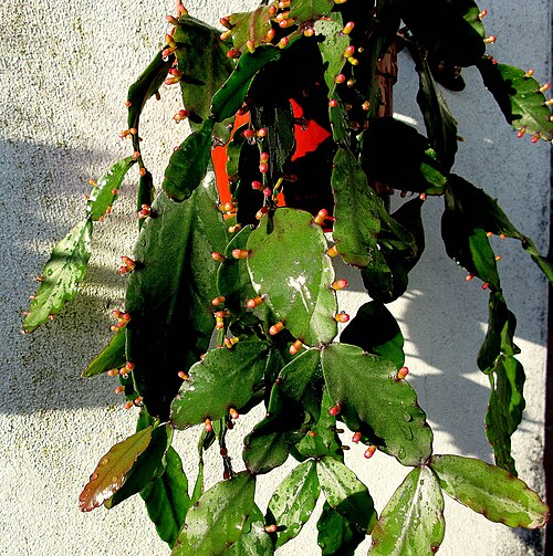 Rhipsalis elliptica: Rhipsalis elliptica , llegó a casa en el 2008!