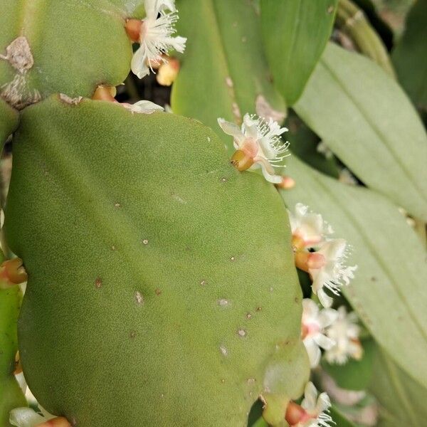 Rhipsalis elliptica (Rhipsalis elliptica)
