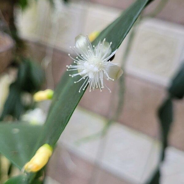Rhipsalis elliptica (Rhipsalis elliptica)