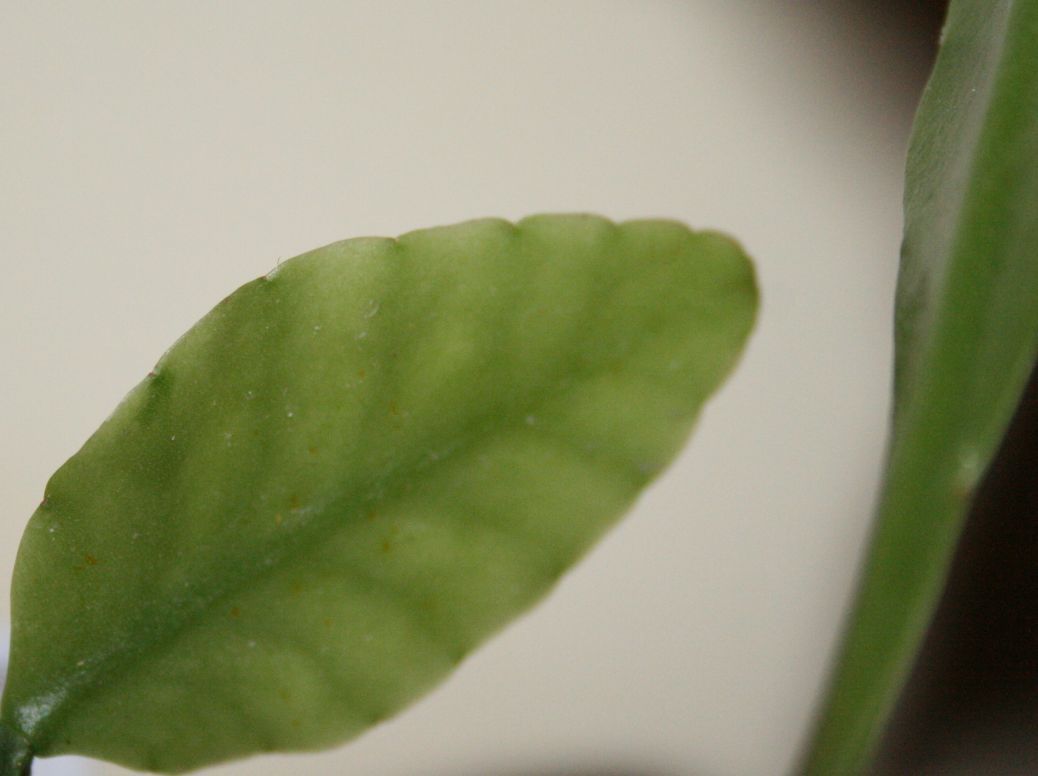 Rhipsalis elliptica: Rhipsalis elliptica fiatal hajtása