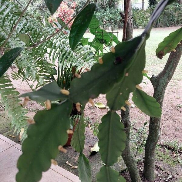 Rhipsalis elliptica (Rhipsalis elliptica)