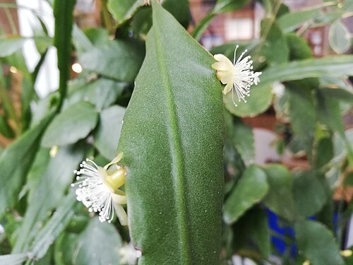Rhipsalis elliptica: Stem and flowers of w:Rhipsalis elliptica , from own collection