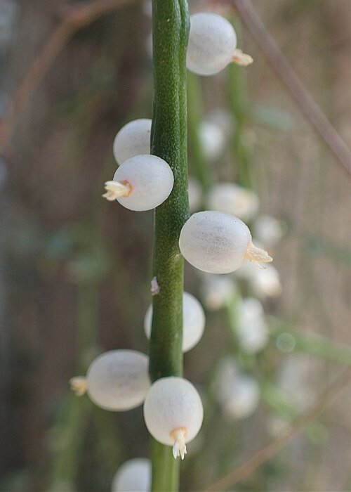 Rhipsalis floccosa: Rhipsalis floccosa in botanical garden in Kraków