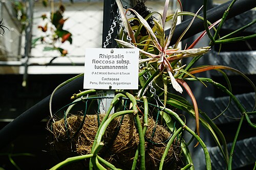Rhipsalis floccosa: Botanischer Garten Tübingen Rhipsalis floccosa tucumanensis
