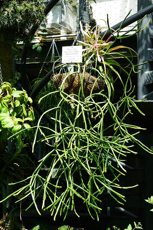 Rhipsalis floccosa: Botanischer Garten Tübingen Rhipsalis floccosa tucumanensis