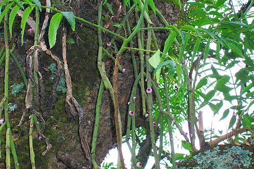 Rhipsalis floccosa: Specimen of Rhipsalis floccosa in the jungle of Yungas. Province of Tucumán, Argentina.