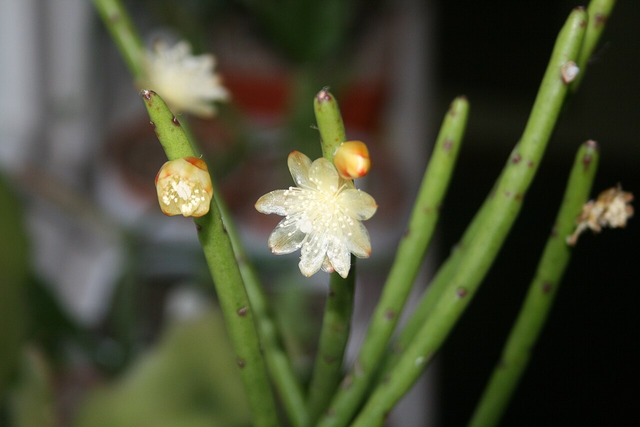 Rhipsalis floccosa: Rhipsalis floccosa