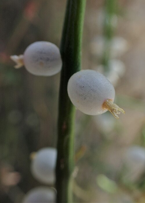Rhipsalis floccosa: Rhipsalis floccosa in botanical garden in Kraków