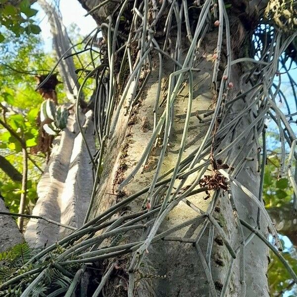 Rhipsalis floccosa (Rhipsalis floccosa)