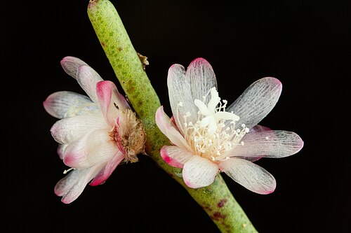 Rhipsalis floccosa: Rhipsalis floccosa, Itatiaia - RJ, Brasil, 2025-08-16 (iNaturalist).