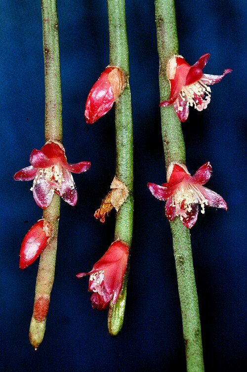 Rhipsalis hoelleri: Rhipsalis hoelleri is the only red-flowering member of the genus Rhipsalis (Cactaceae). The epiphyte is native to the Brazilian Mata Atlantica in the state Espi