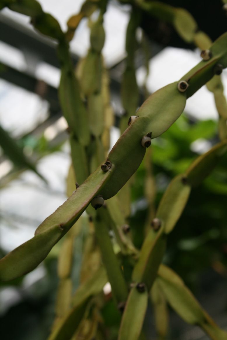 Rhipsalis paradoxa: Rhipsalis paradoxa (Brazília) a madridi Real Jardín Botanico gyűjteményében