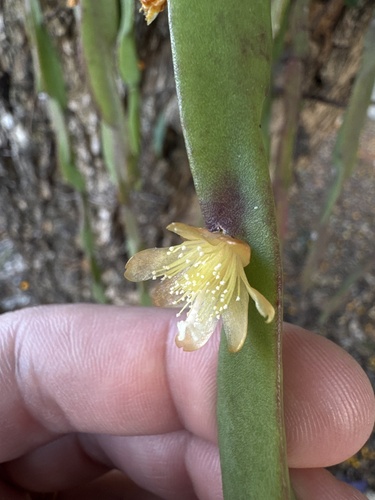 Rhipsalis paradoxa (Rhipsalis paradoxa)