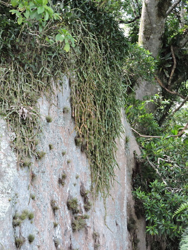 Rhipsalis paradoxa (Rhipsalis paradoxa)