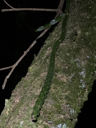 Rhipsalis paradoxa (Rhipsalis paradoxa)